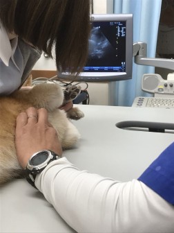 �����g�G�R�[